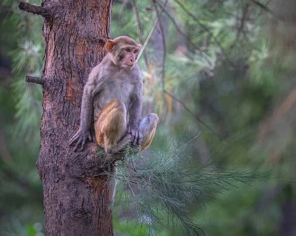 나무에 원숭이 — 스톡 사진