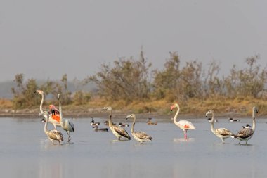 Gölde gençleri olan daha büyük flamingolar.