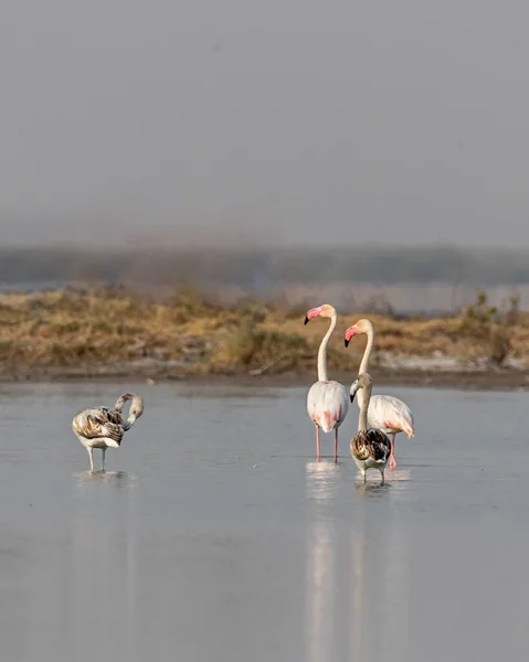 Familj Större Flamingo Sjön — Stockfoto