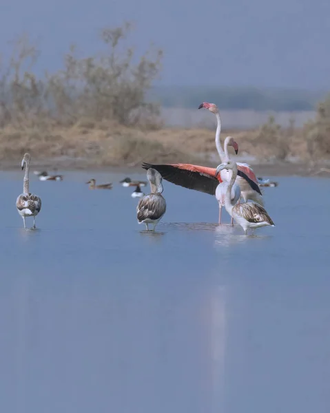 Uma Família Flamingos Lago — Fotografia de Stock