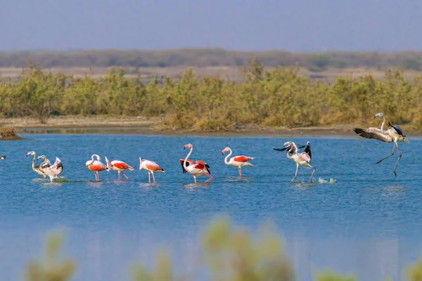 Flod Flamingos Landar Rad — Stockfoto