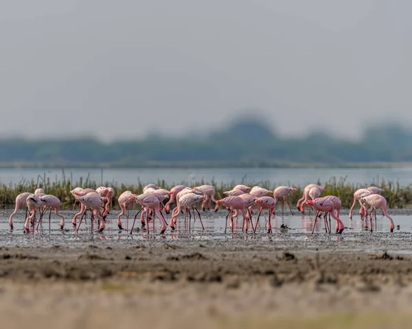 Flock Rosa Flamingos Njuter Mat Sjön — Stockfoto