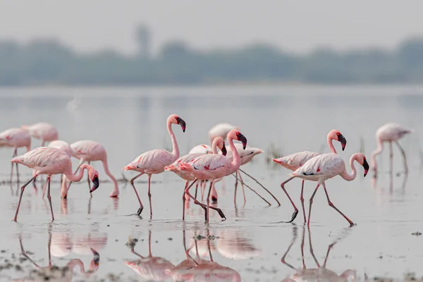 Eine Herde Rosafarbener Flamingos Streift Durch Einen See — Stockfoto