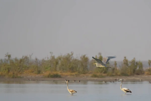 Garça Cinzenta Voando Sobre Flamingos Lago — Fotografia de Stock