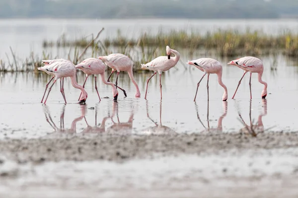 Rosa Flamingos Auf Nahrungssuche — Stockfoto