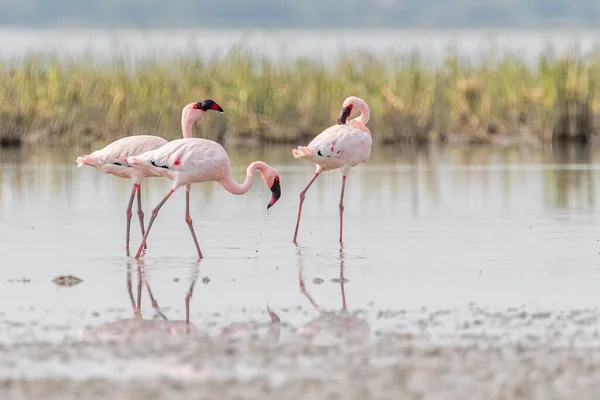 Drei Flamingos Einem Feuchten Land — Stockfoto