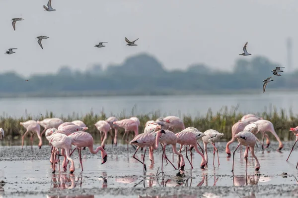 Flock Sandpipare Landar Flamingos Område Sjön — Stockfoto