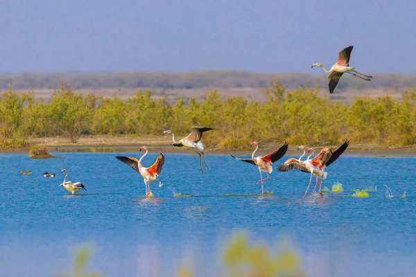 Flamencos Aterrizando Lago — Foto de Stock