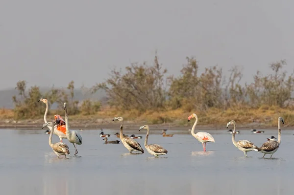 Gölde Gençleri Olan Daha Büyük Flamingolar — Stok fotoğraf