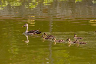 Benekli bir ördek ve altı ördek yavrusu