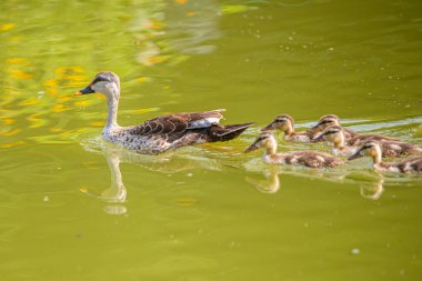 Beş ördekli bir Benekli Ördek.