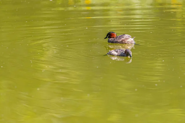 Une Paire Petit Grèbe Jouissant Dans Lac — Photo