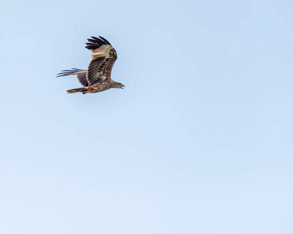 Ein Fischadler Ruft Flug — Stockfoto