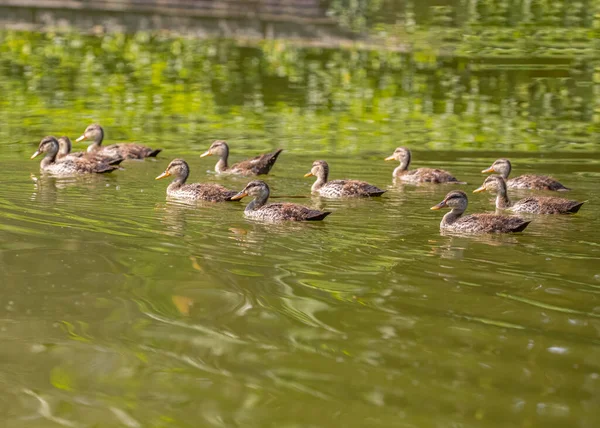 Troupeau Canetons Nageant Dans Lac — Photo