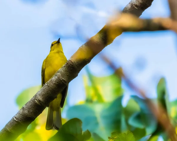 Gelbe Stirn Bulbul Ruht Auf Einem Baum — Stockfoto