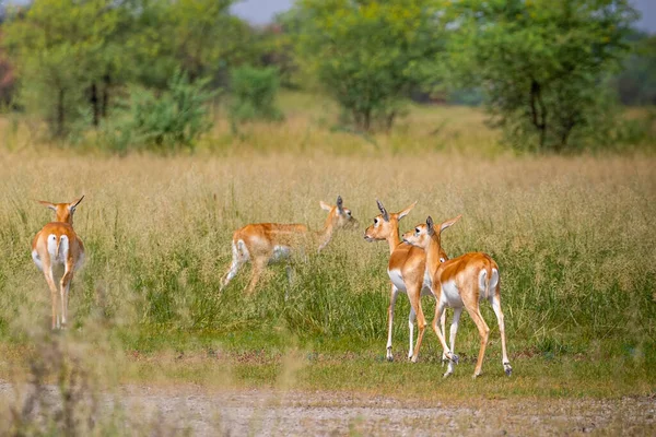 Bucks Noirs Enfuyant Dans Une Prairie — Photo