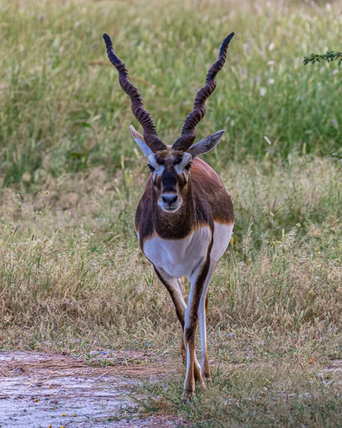 Black Buck Looking Strait Forest — Stock Photo, Image