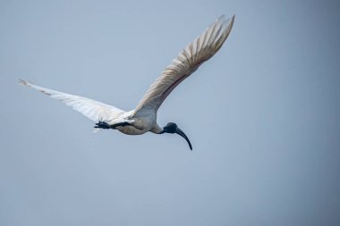 Mavi gökyüzünde kaybolan siyah başlı bir Ibis