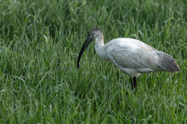 Sabahın erken saatlerinde çeltik tarlasında siyah başlı bir Ibis.