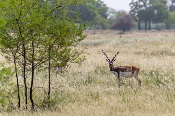 Portrait Black Buck Grassland — Stock Photo, Image