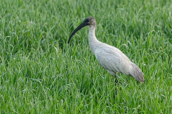 Çeltik tarlasında siyah başlı bir Ibis.