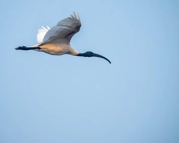 Ein Schwarzkopf Ibis Flug Blauen Himmel — Stockfoto