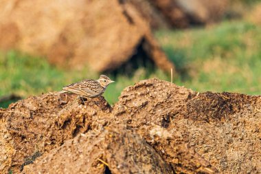 İnek gübresi kekinde tarla kuşu.