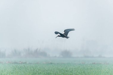 Bir çeltik tarlasında uçan kırmızı bir Ibis.