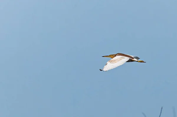 Pond Heron Flying Horizontal Wings — Stock Photo, Image