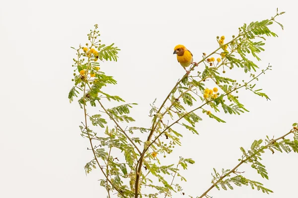 Asiático Golden Weaver Pássaro Uma Árvore — Fotografia de Stock