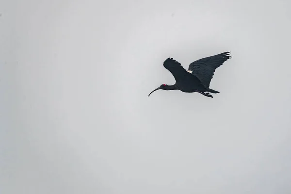 Ibis Nua Vermelha Voo Céu — Fotografia de Stock