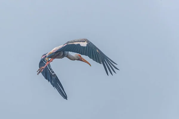 Ein Gemalter Storch Mit Flügeln — Stockfoto