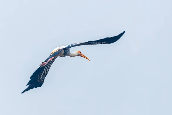 Painted Stork Flying Sky — Stock Photo, Image