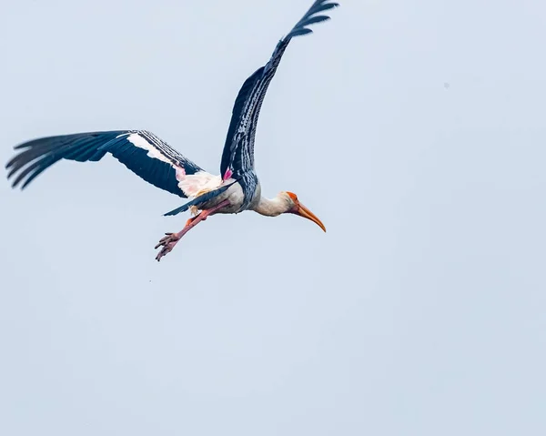 Painted Stork Flying Wings Shaped — Stock Photo, Image