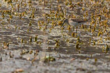 Islak topraklarda bir çulluk