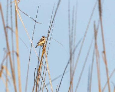 Kuru bir ottan geriye bakan bir taş kafa.