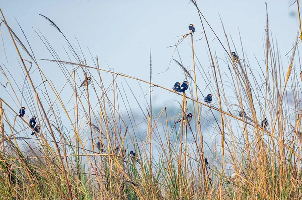 Hejno Pied Starlingů Odpočívajících Suché Trávě — Stock fotografie