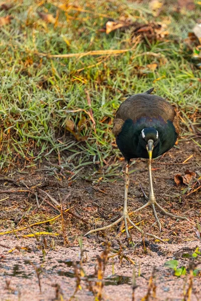 Ένα Χάλκινο Φτερά Jacana Αναζητούν Στενό — Φωτογραφία Αρχείου