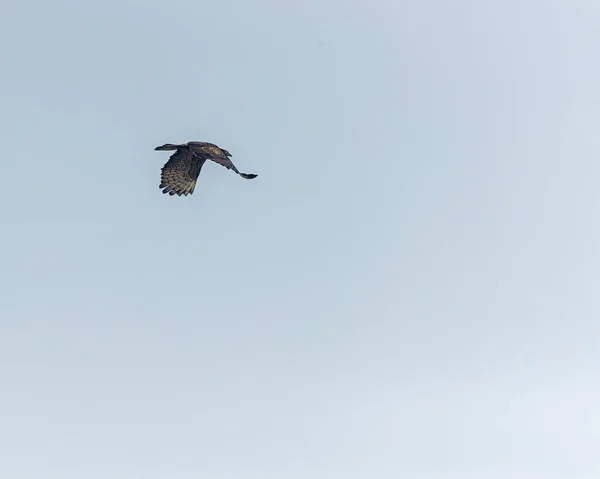 Mavi Gökyüzünde Bir Akbaba — Stok fotoğraf