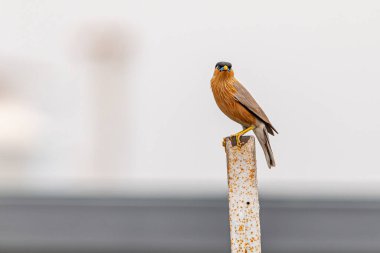 Bir Brahminy Starling kameraya bakıyor.