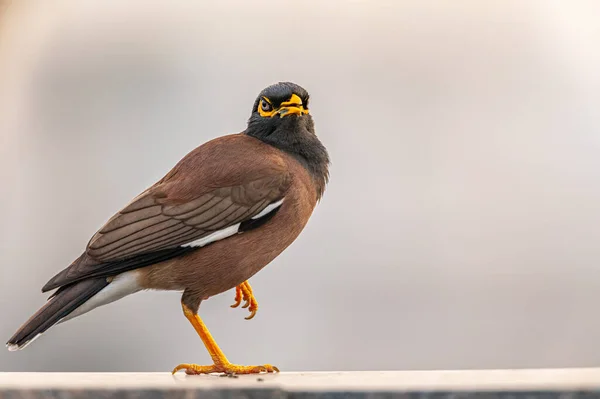 Myna Llamando Desde Pared —  Fotos de Stock