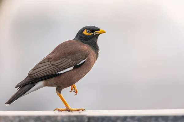 stock image A Myna sitting on one leg