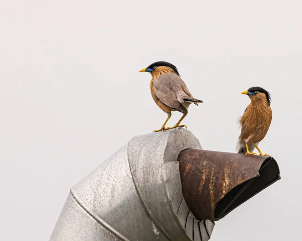 Ένα Ζευγάρι Brahminy Starling Αναζητούν Πλευρά Τρόπο — Φωτογραφία Αρχείου