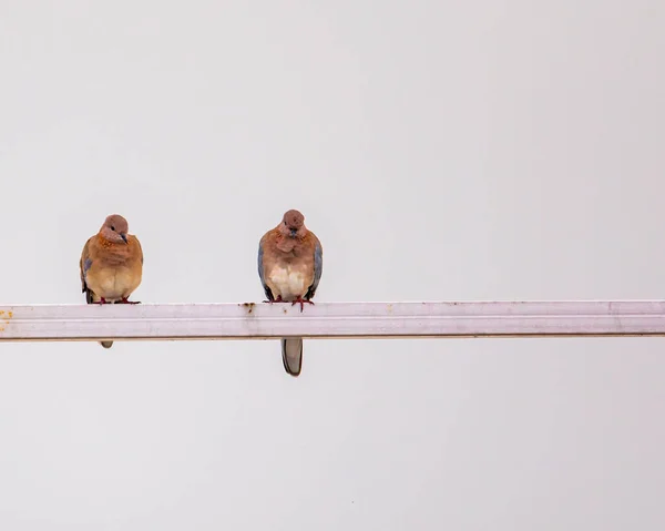 Pair Laughing Dove Resting Railing — Stock Photo, Image