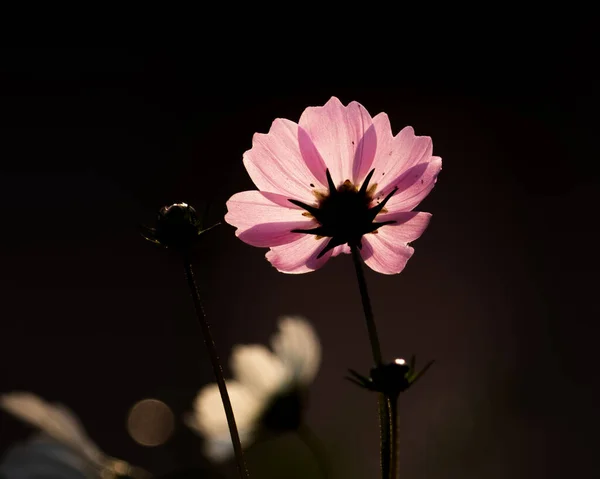 Różowy Kwiat Świecący Przeciw Słońcu — Zdjęcie stockowe