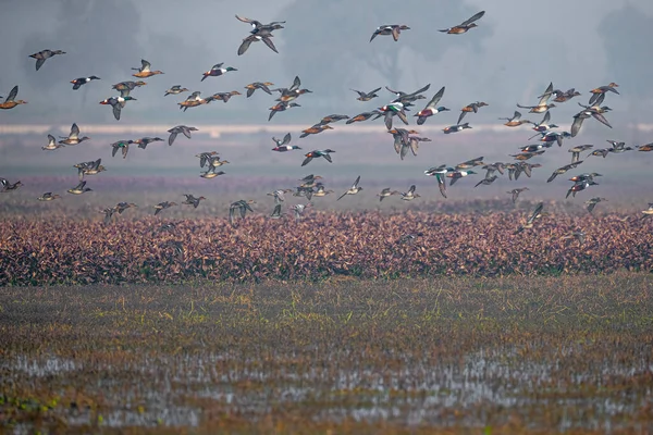 Islak Topraklarda Uçan Bir Kürekçi Sürüsü — Stok fotoğraf