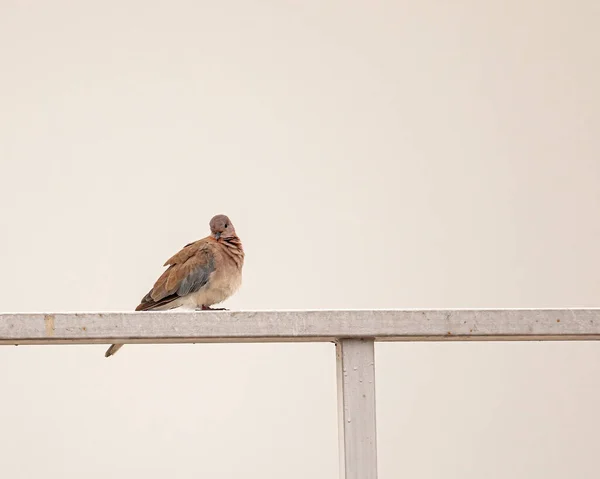 Laughing Dove Resting Railing — Stock Photo, Image