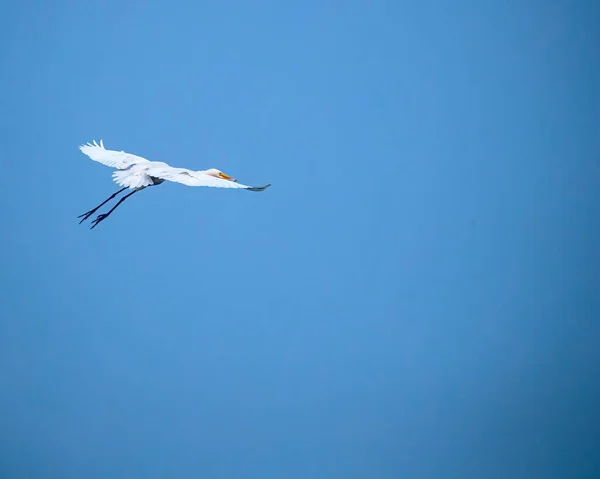 Эгрет Летящий Высоко Голубом Небе — стоковое фото