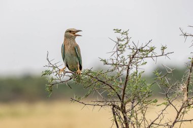 Çalı bitkisinden Avrasyalı bir Roller arıyor.