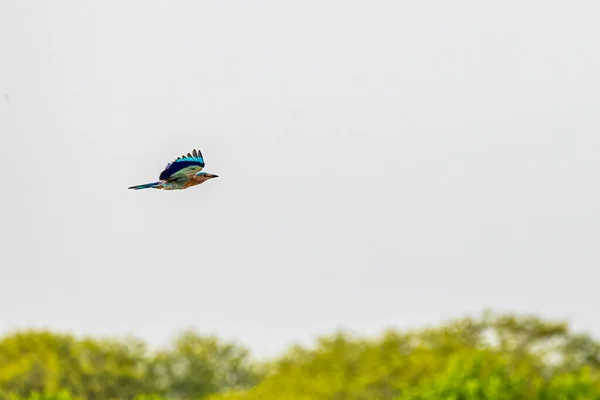 stock image An Indian Roller in flight